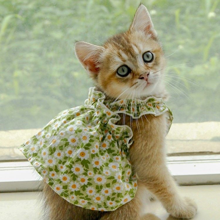 Cat or Dog Fashion Spring And Summer Strap Dress