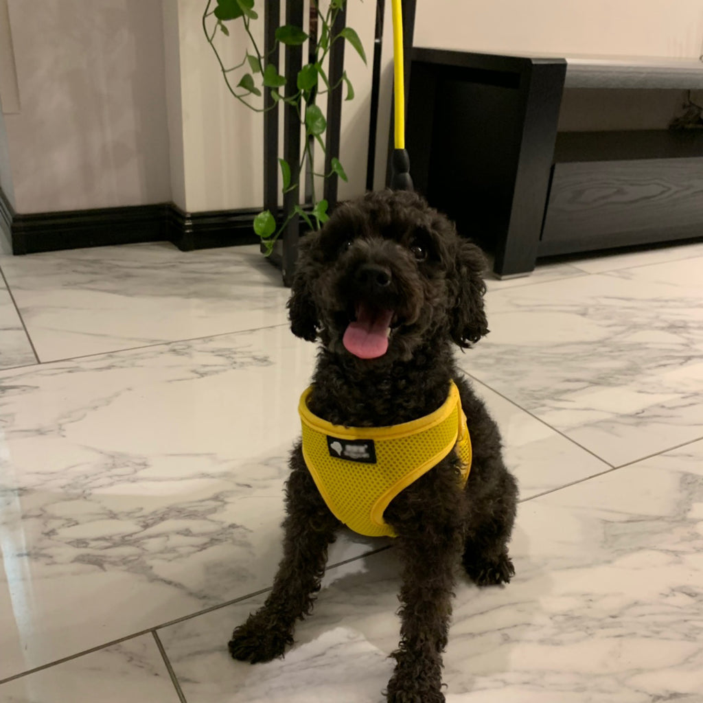 Small Dog Harness