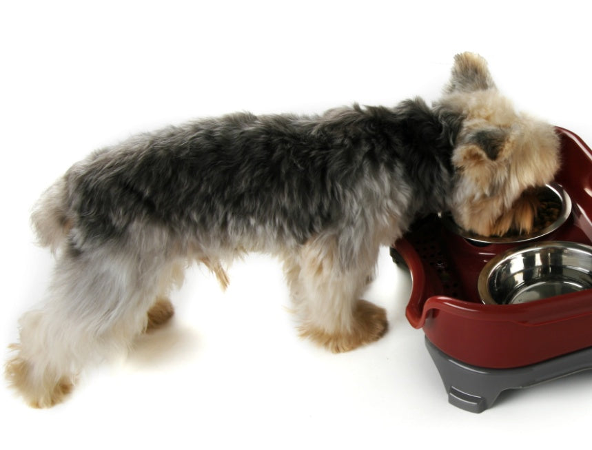 Dog or Cat bowl double basin splash-proof
