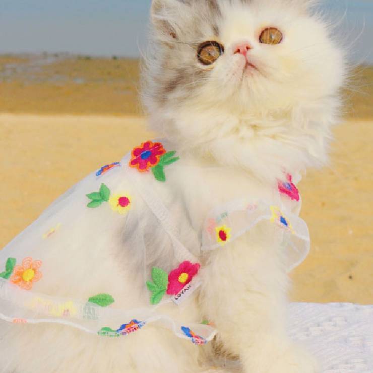 Mesh Flower Embroidery Dress for Cat or Dogs