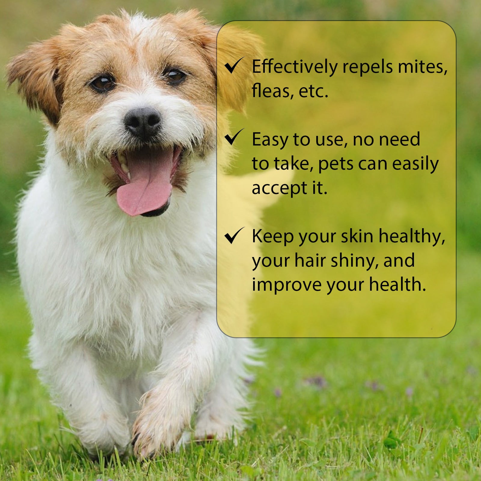 Cat And Dog External Fleas Lice Ticks Skin Care